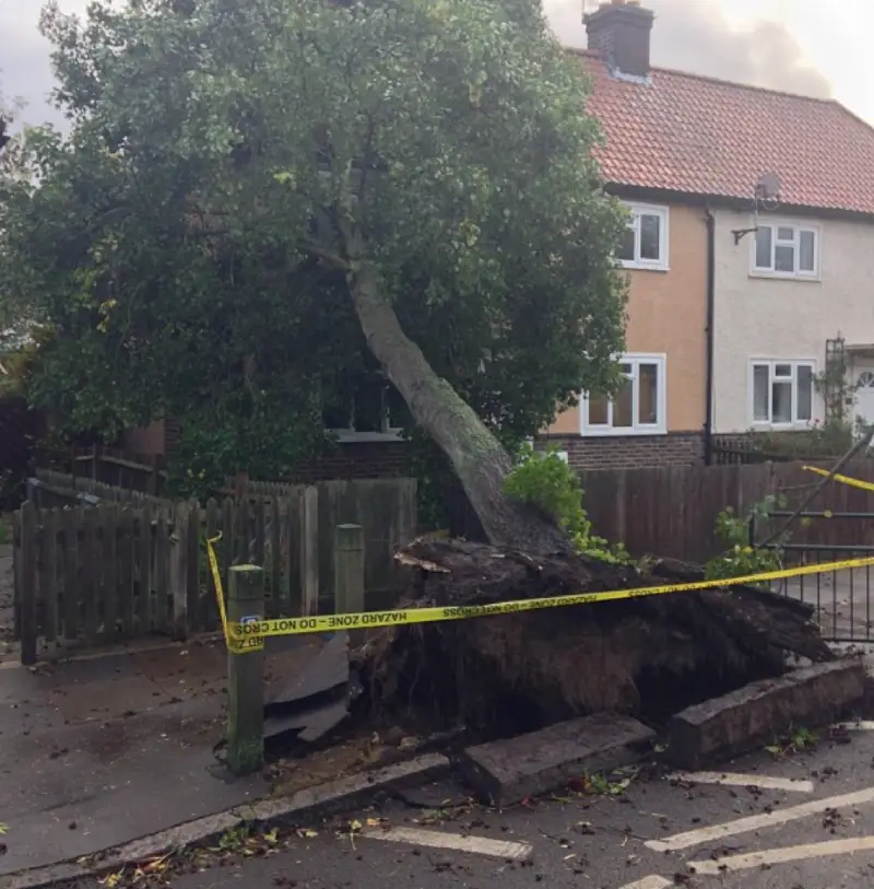 24 hour emergency fallen tree removal camberley