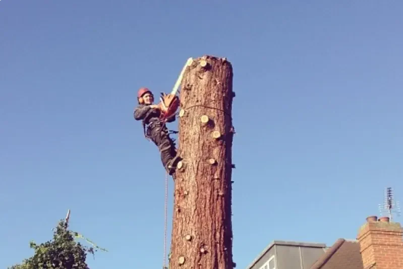 sectional tree dismantling felling west surrey